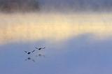 Birds Over Otter Lake_01460